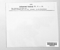 Spilocaea crataegi image